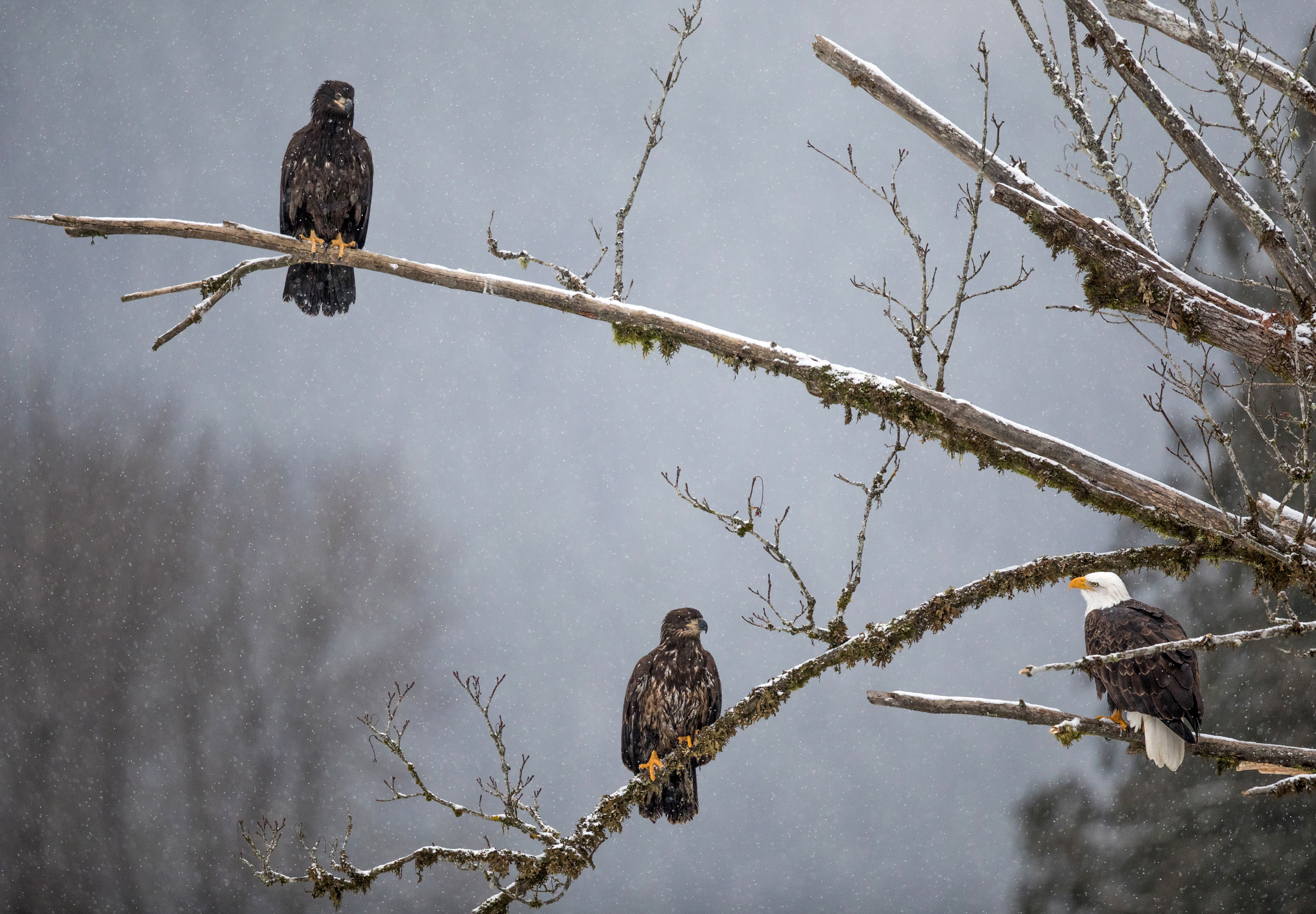 Bald Eagle. Bonnie Block