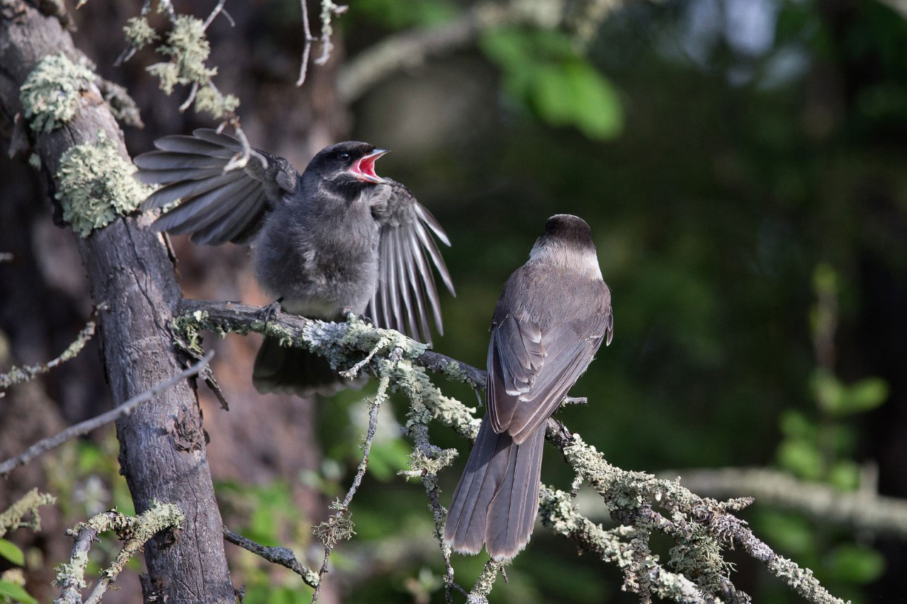 After fledging Canada Jays start engaging in turf wars among siblings. Melissa Groo