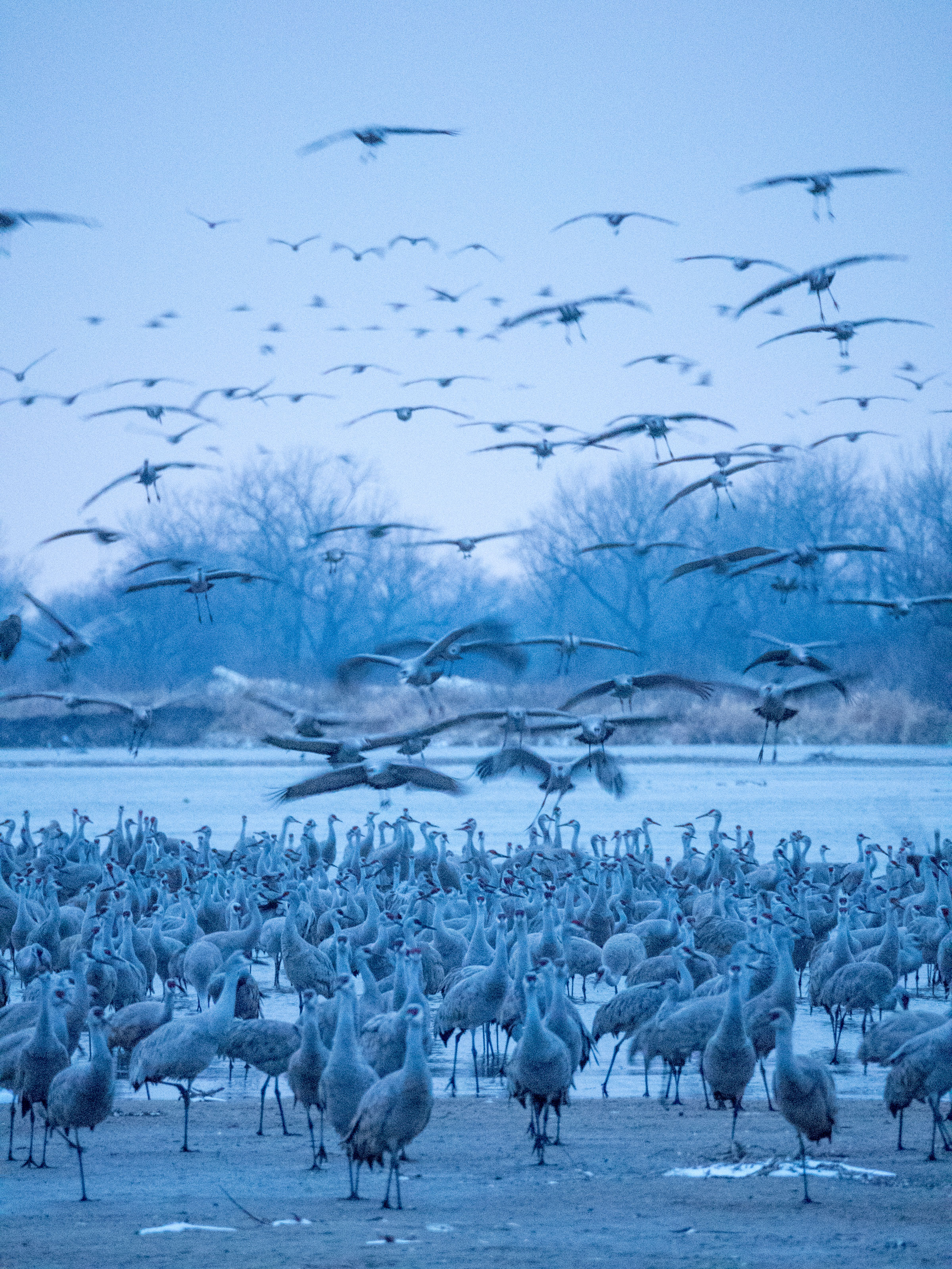 As the sun dipped below the horizon, flocks of the birds continued to touch down and congregate along the river. Preeti Desai/Audubon