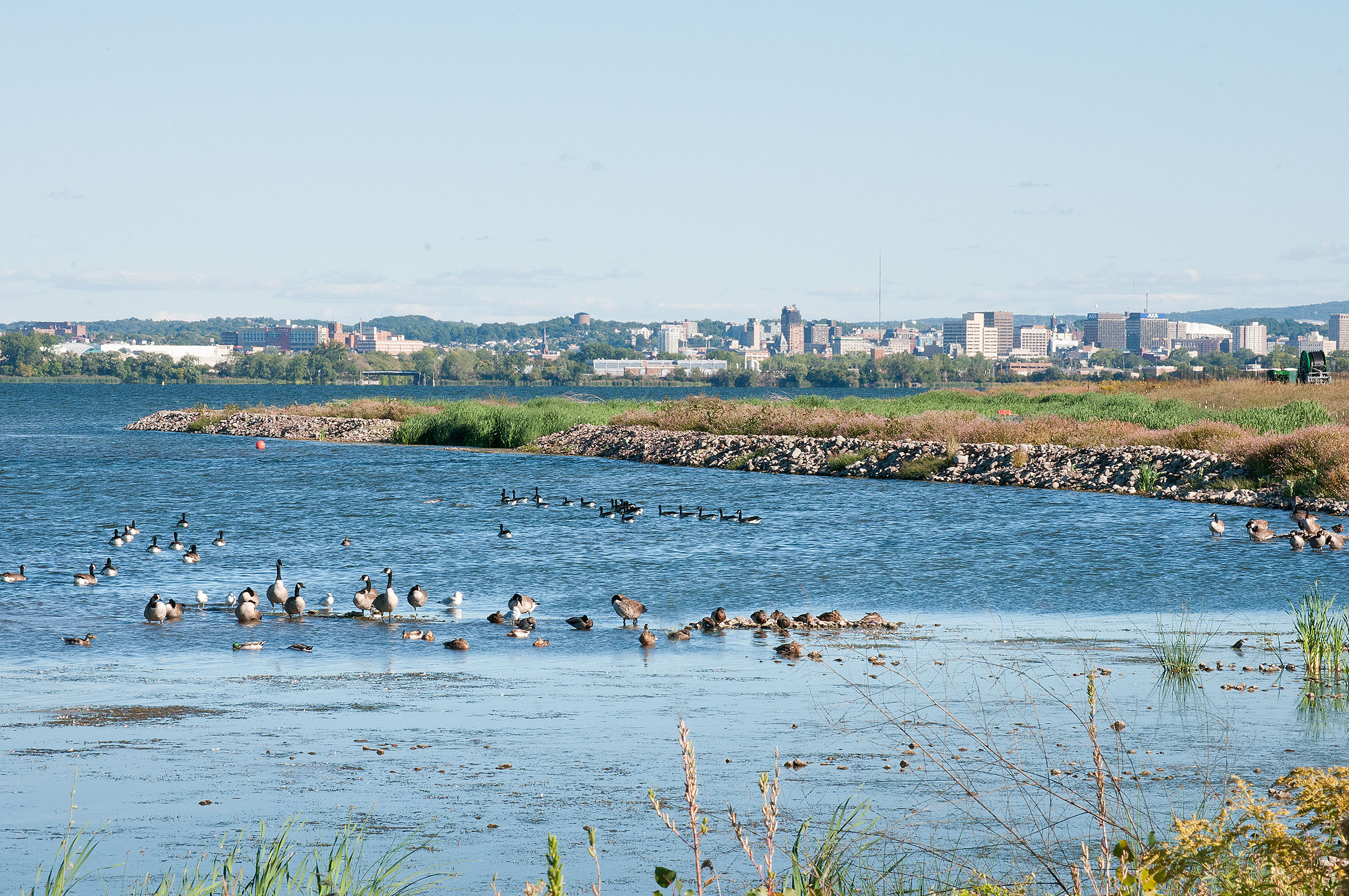 Replanting historical marsh and cattails has resulted in an influx of bird species at the once-abandoned Superfund site. Michele Neligan