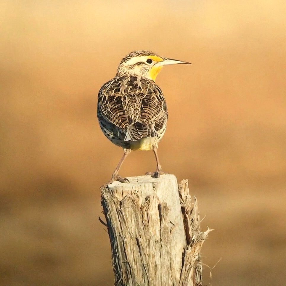 How to Photograph Birds With a Smartphone 5 A Western Meadowlark, photographed near Beaver, Utah, with an iPhone 6s Plus. Tim Schreckengost