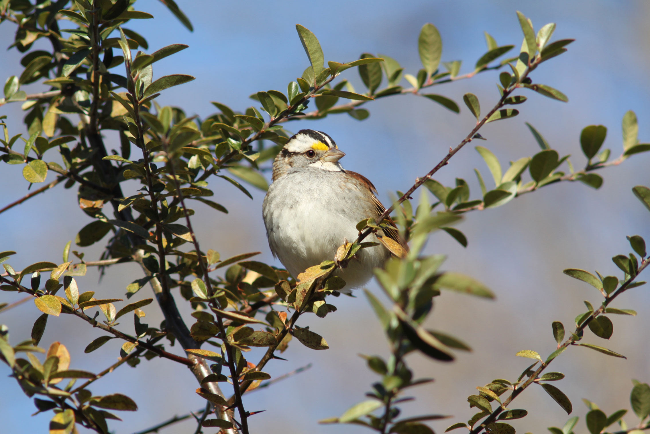 According to Audubon scientists, the White-throated Sparrow could lose 73 percent of its summer range by 2080 as a result of climate change. Calum Wright/Great Backyard Bird Count