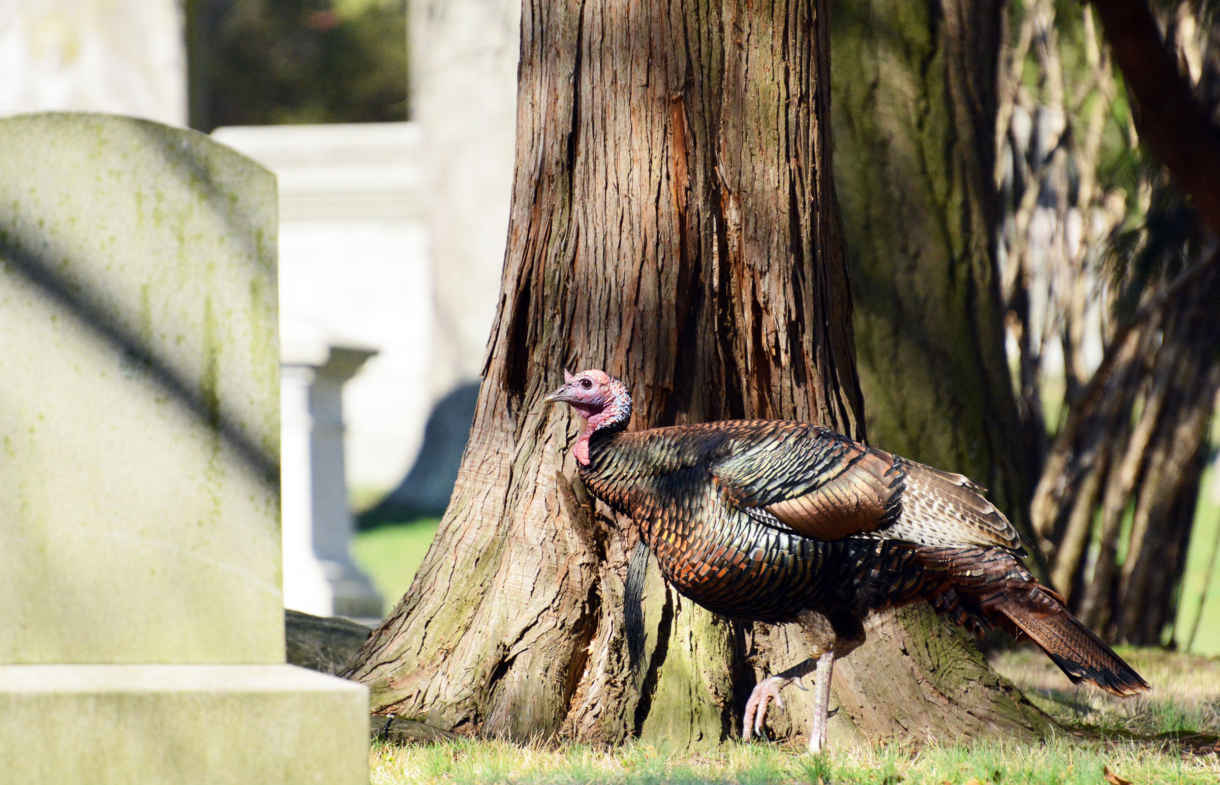 A Wild Turkey at the Woodlawn Cemetery in the Bronx. Deborah Rivel
