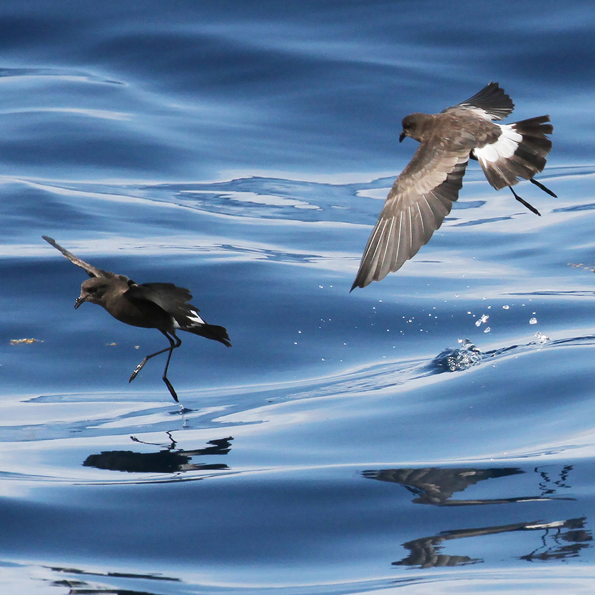 Wilson's Storm-Petrels. Kenn Kaufman