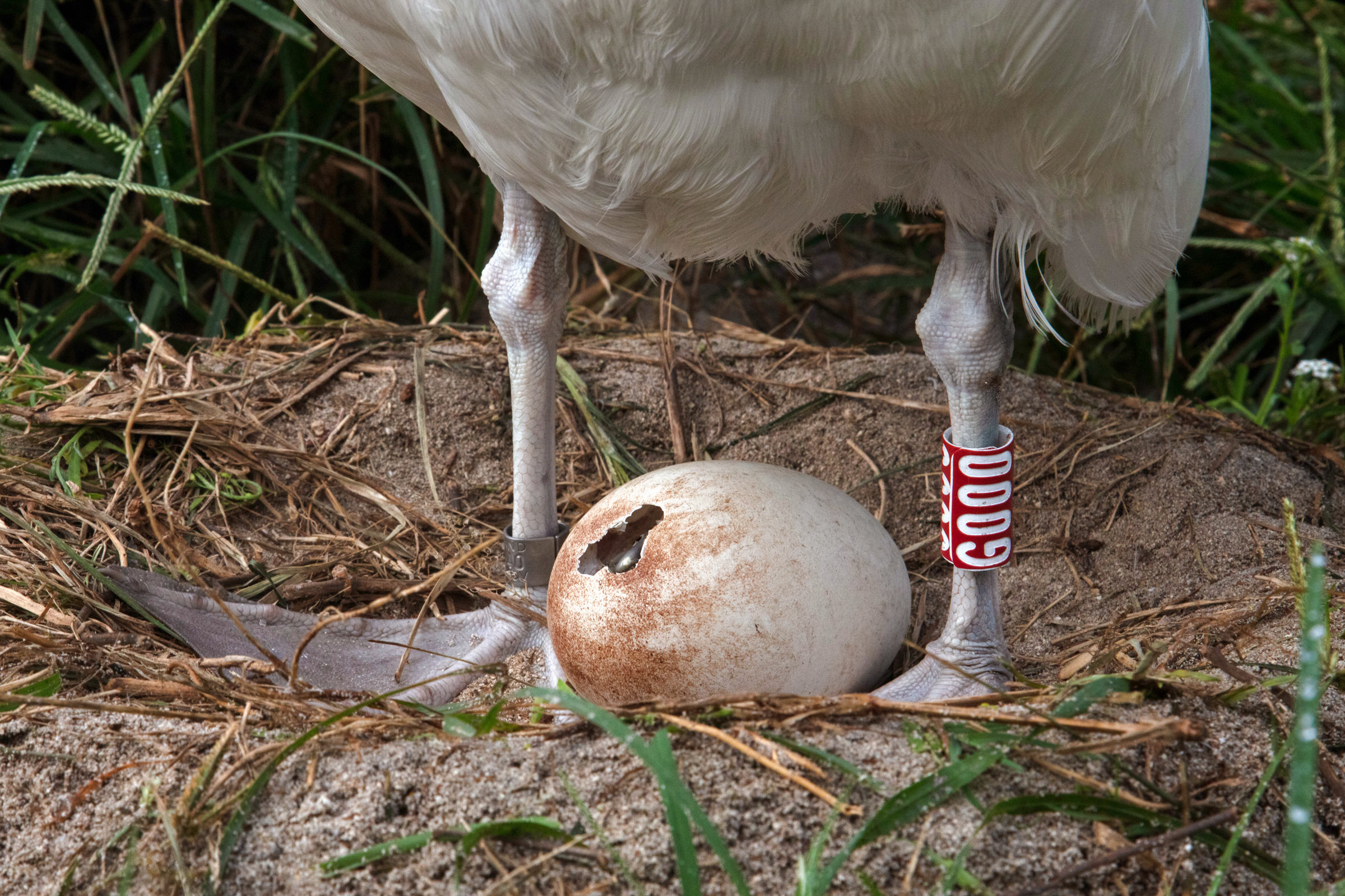 Goo stands guard as this year's chick pips on January 30. Jon Brack/USFWS