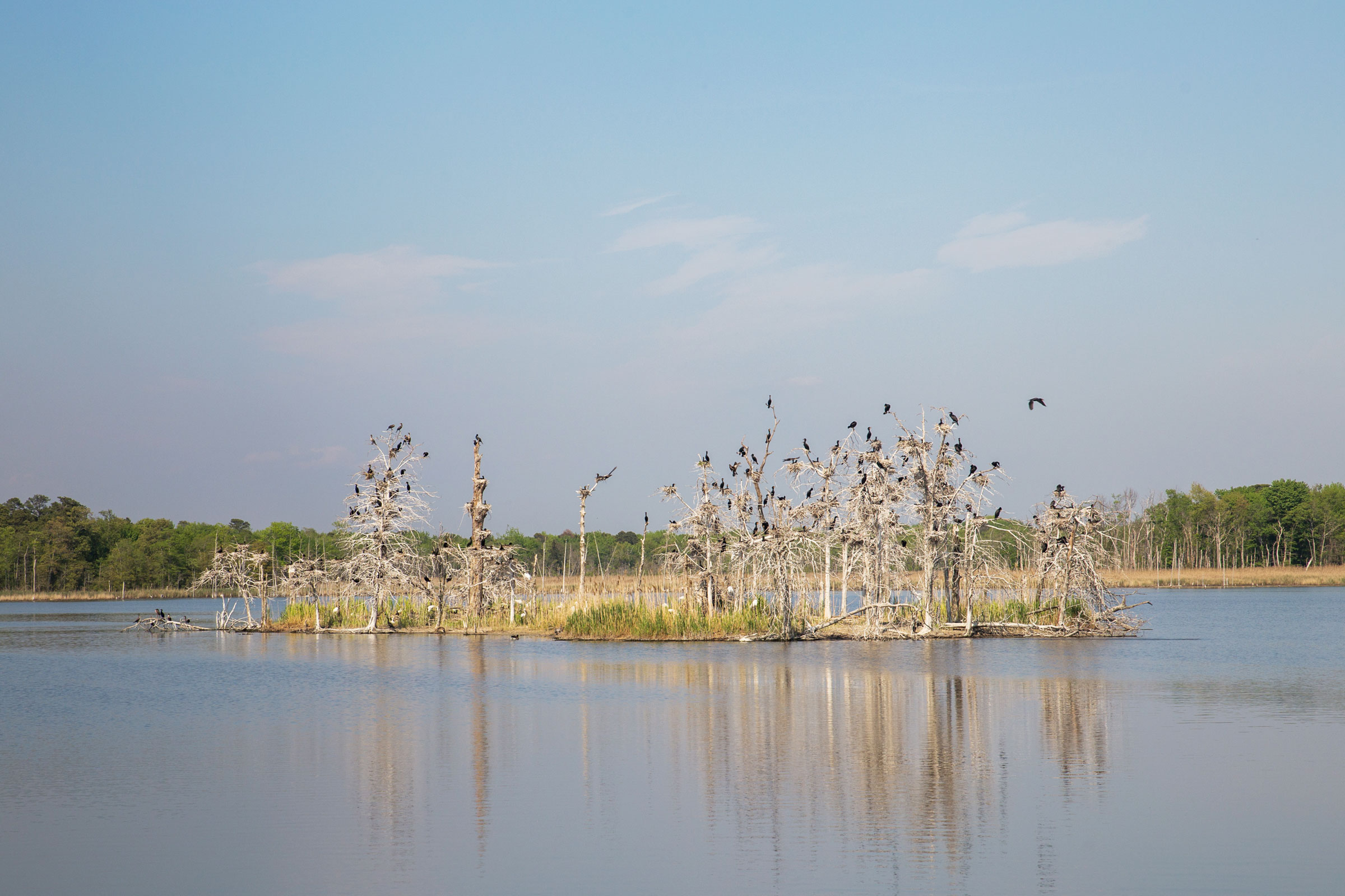 Double-crested Cormorants and other birds at the Heislerville Wildlife Management Area. Camilla Cerea/Audubon