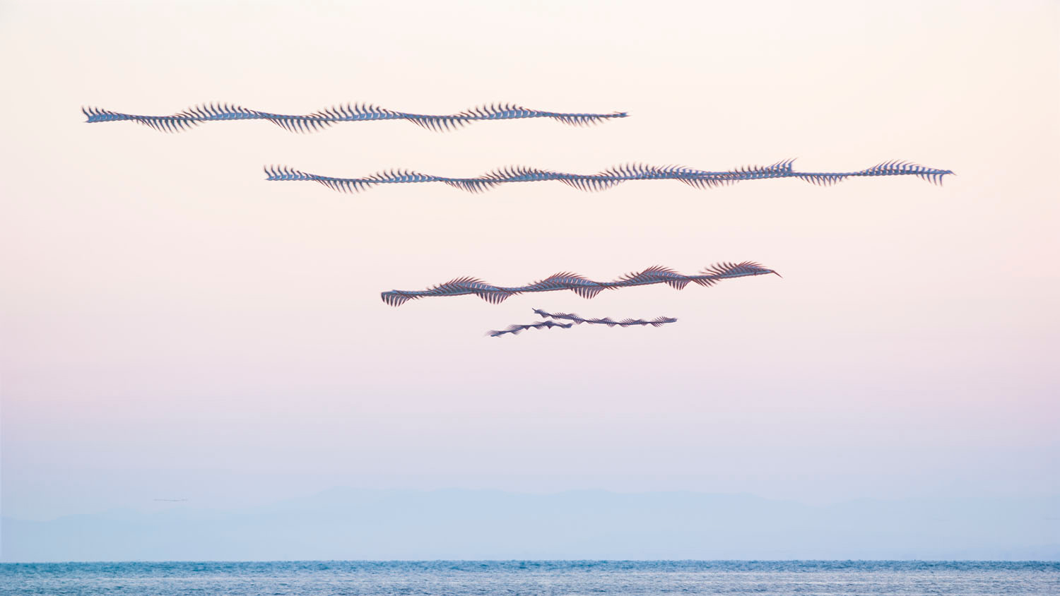 Yellow-legged Gulls, Barcelona, Catalonia, Spain. Xavi Bou