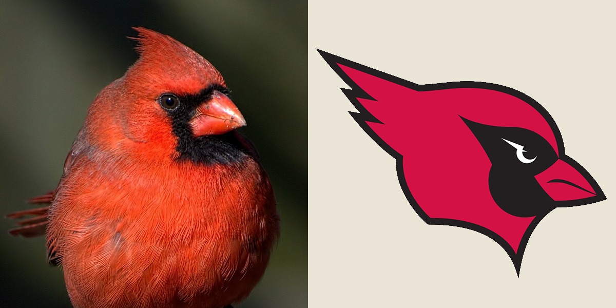 Left: Northern Cardinal. Charles Rose/Great Backyard Bird Count. Right: Wesleyan University Cardinals logo