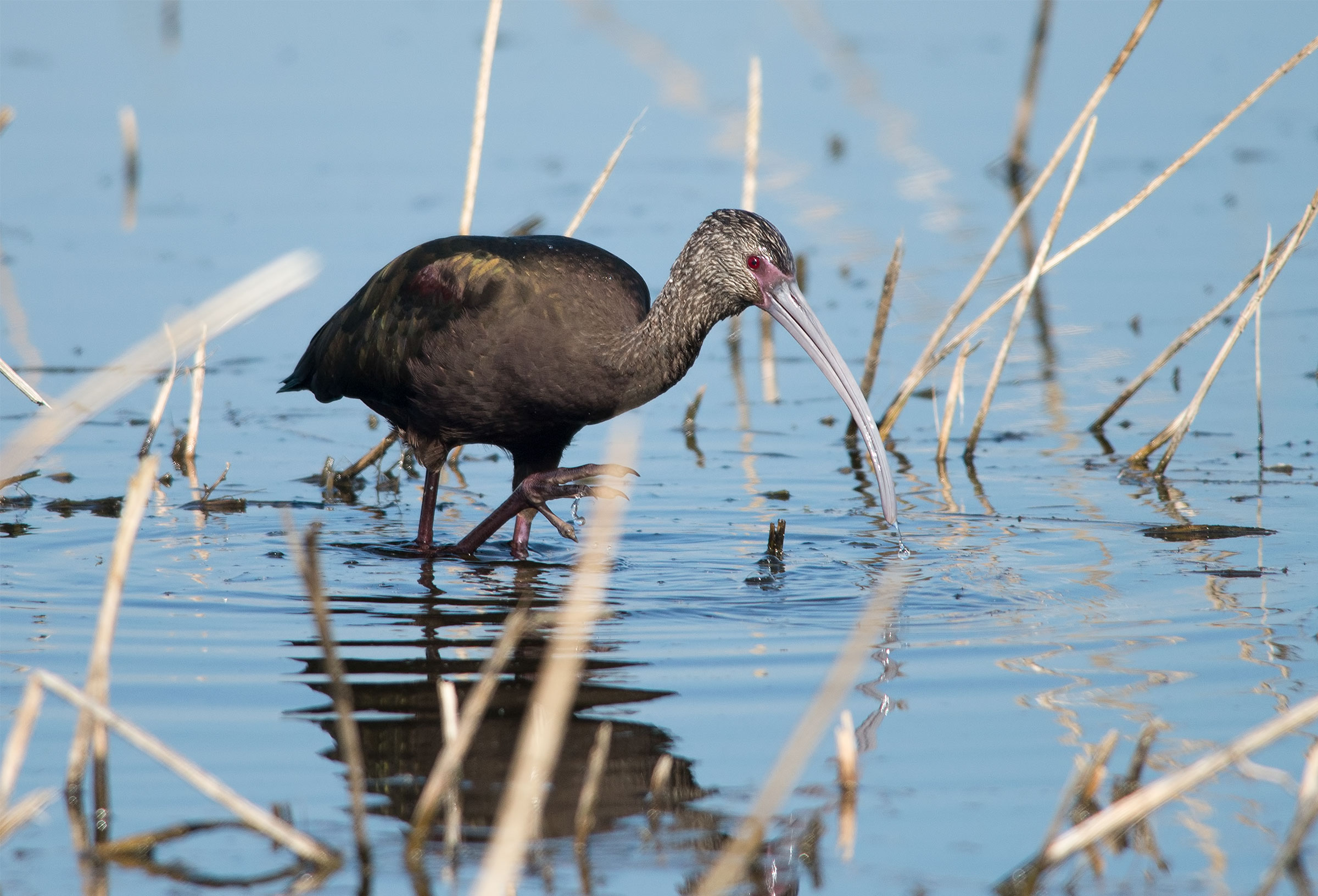 White-faced Ibis in nonbreeding plumage. The bright pink patch of skin on its face and red eye distinguishes it from the Glossy Ibis. <a href="https://www.flickr.com/photos/pattymc/11165362556/">Patty McGann</a>/Flickr CC (BY-NC 2.0)