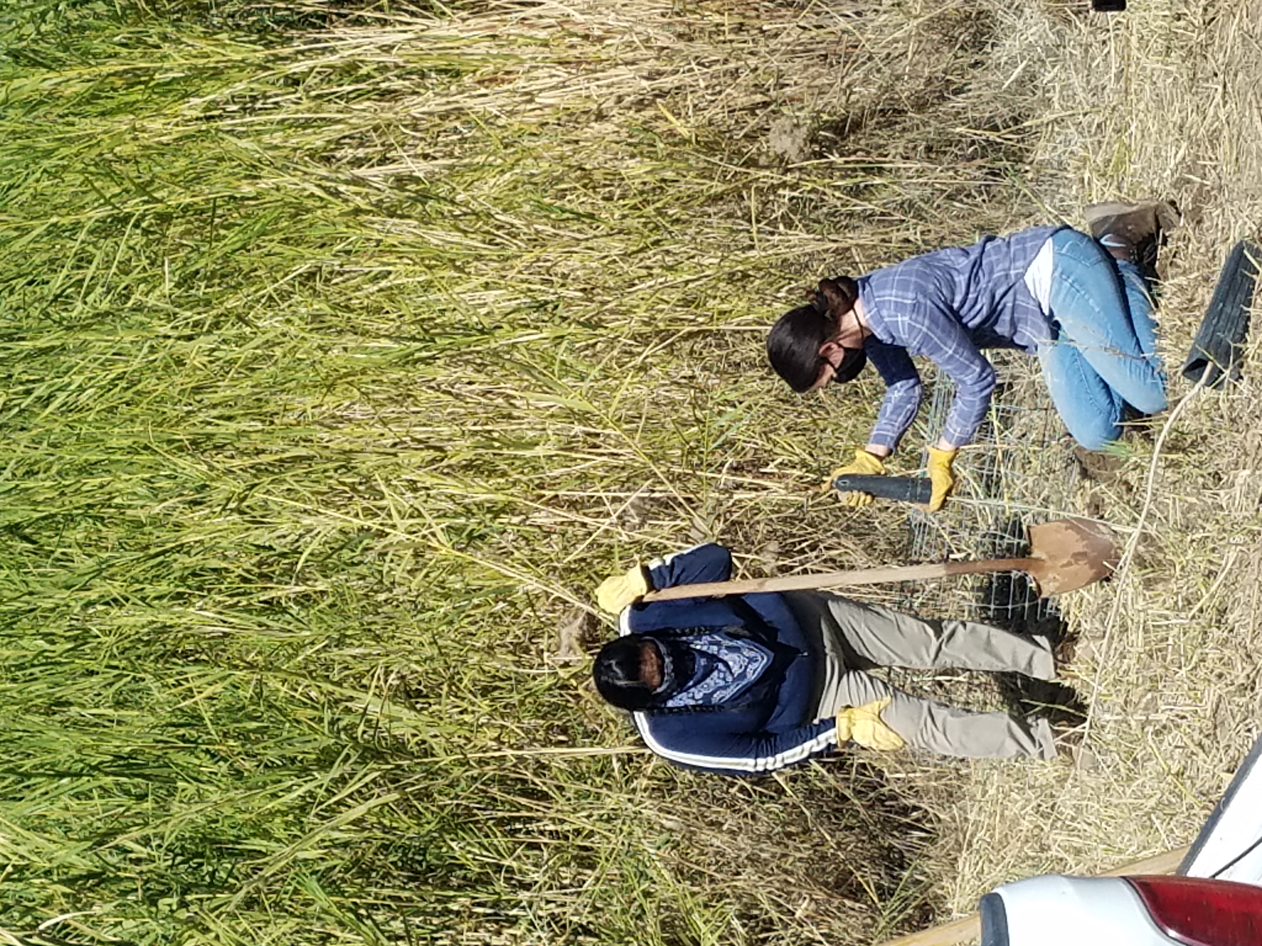 Two women both wearing face masks work together to plant a young, skinny cottonwood against a backdrop of wetland vegetation.