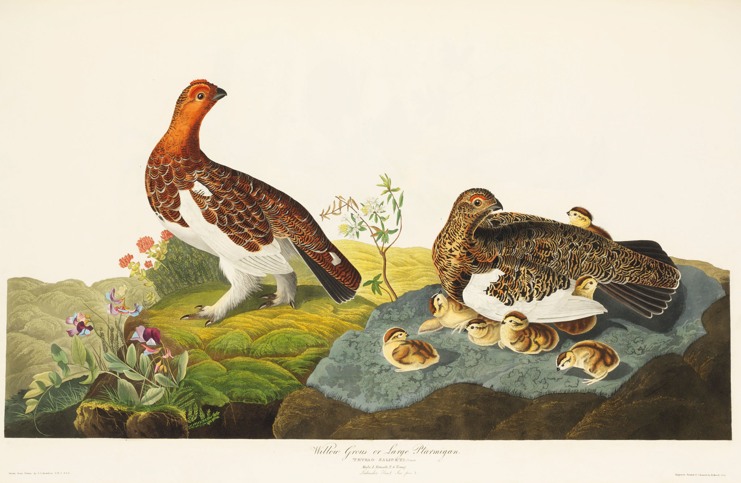 Willow Grouse or Large Ptarmigan (now Willow Ptarmigan). Illustration: John James Audubon