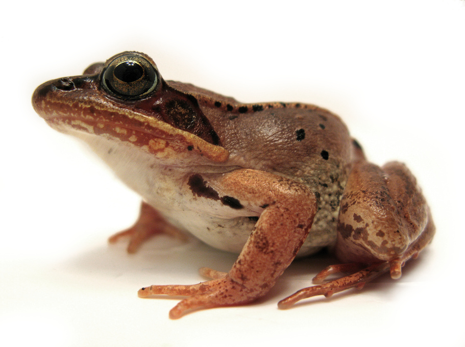 Frogs Freeze to Survive the Alaskan Winter Audubon