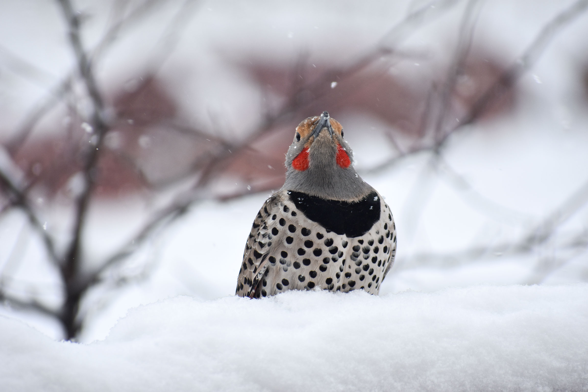 Northern Flicker. Sonja Puhek/Audubon Photography Awards