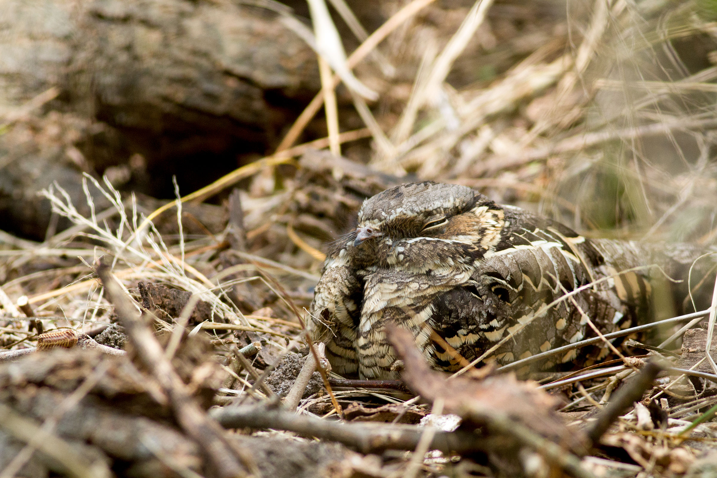 Common Pauraque. Tobias Yoder/Audubon Photography Awards