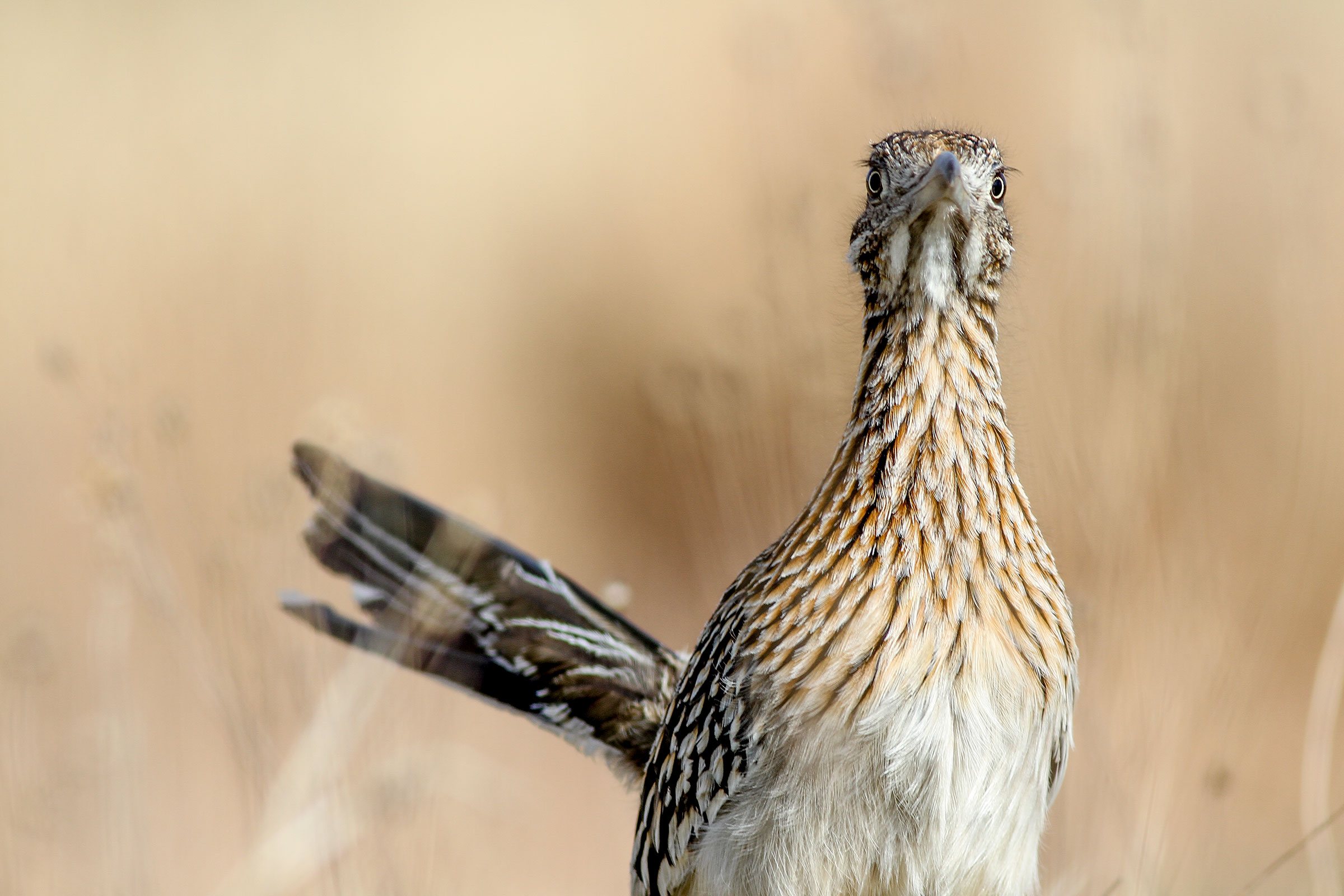 Greater Roadrunner. Tobias Yoder/Audubon Photography Awards